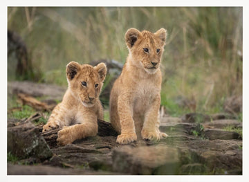 Two Adorable Lion Cubs | Poster - White Frame Interior