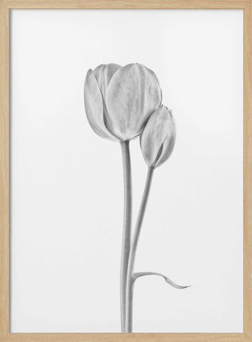 Elegant Tulip Pair | Poster - Wood Frame Interior