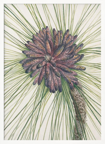 Longleaf Pine From North American Wildflowers (1925) By Mary Vaux Walcott. | Poster - White Frame Interior