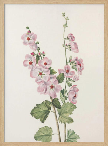 Orange Eye Globemallow From North American Wildflowers (1925) By Mary Vaux Walcott | Poster - Wood Frame Interior