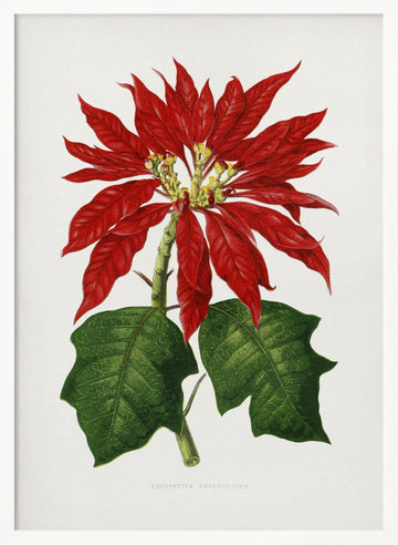 Poinsettia Pulcherrima Leaf Illustration | Poster - White Frame Interior