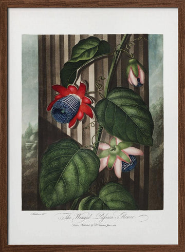 The Winged Passion-Flower from The Temple of Flora (1807) | Poster - Walnut Frame Interior
