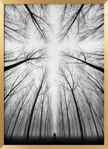 Lone Figure Foggy Forest | Poster - Gold Frame Interior