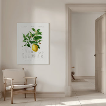 Lemon (citrus Limonium) | Canvas - Room Interior 1