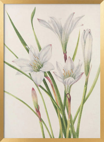 Atamasco Lily From North American Wildflowers (1925) By Mary Vaux Walcott | Poster - Gold Frame Interior
