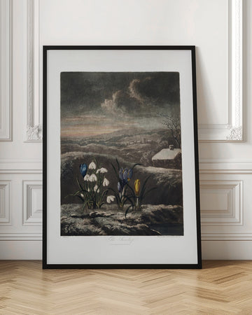 The Snowdrops from The Temple of Flora (1807) | Poster - Room Interior 1