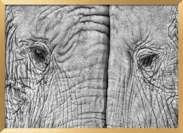 Monochrome Elephant Gaze | Poster - Gold Frame Interior