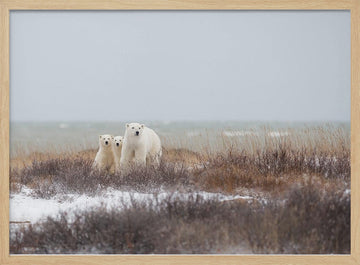 Polar Bear Family Winter | Poster - Wood Frame Interior