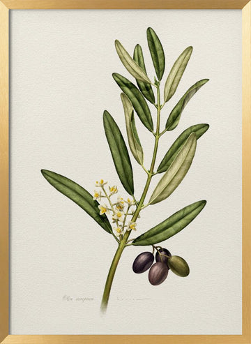 Olive Branch With Fruit | Poster - Gold Frame Interior