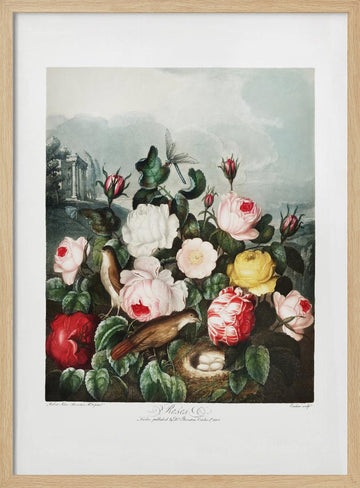 Roses from The Temple of Flora (1807) | Poster - Wood Frame Interior