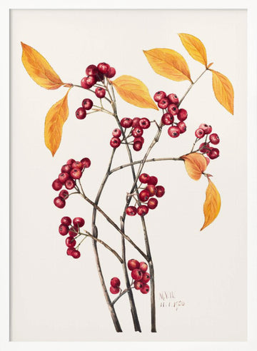Red Chokeberry (1920) | Poster - White Frame Interior