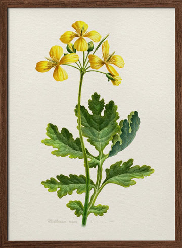 Vintage Celandine Botanical | Poster - Walnut Frame Interior