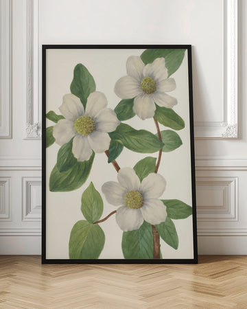 Pacific Dogwood | Poster - Room Interior 1
