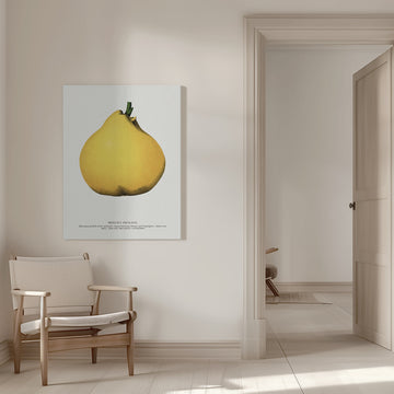 Meech's Prolific Pear Lithograph | Canvas - Room Interior 1