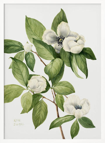 Virginia Stewartia (1925) | Poster - White Frame Interior