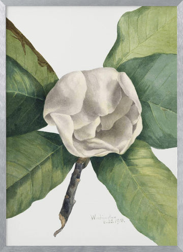Southern Magnolia (1918) | Poster - Silver Frame Interior