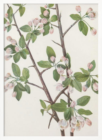 Wild Sweet Crab From North American Wildflowers (1925) By Mary Vaux Walcott. | Poster - White Frame Interior