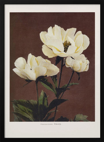 Hærdaceous Peony | Poster - Black Metal Frame Interior