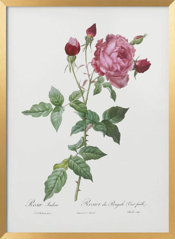 Provence Rose, Les Roses (1817–1824) | Poster - Gold Frame Interior