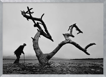 Old Man Lone Tree | Poster - Silver Frame Interior