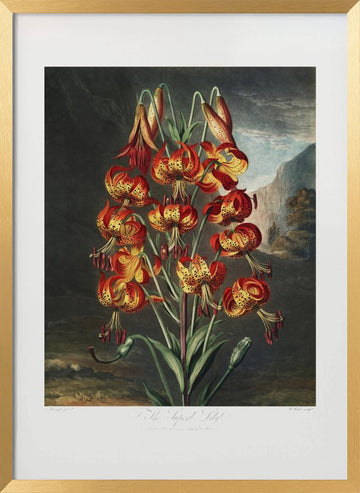 The Superb Lily from The Temple of Flora (1807) | Poster - Gold Frame Interior