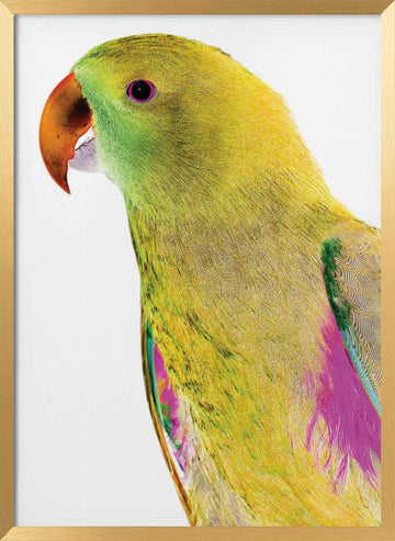 Vibrant Parrot Profile | Poster - Gold Frame Interior