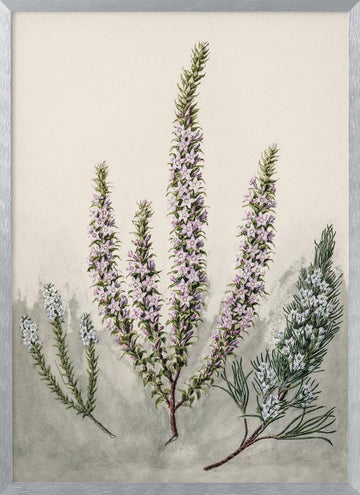 Epacris Drawn By Sarah Featon (1848–1927) | Poster - Silver Frame Interior