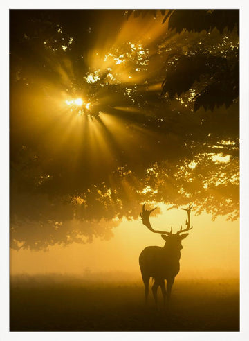 Majestic Golden Stag | Poster - White Frame Interior