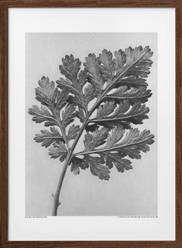 Chrysanthemum parthenium | Poster - Walnut Frame Interior