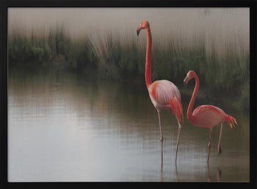 Flamingos In Calm Water | Poster - Black Metal Frame Interior