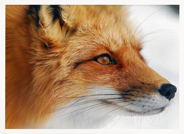 Observant Red Fox | Poster - White Frame Interior