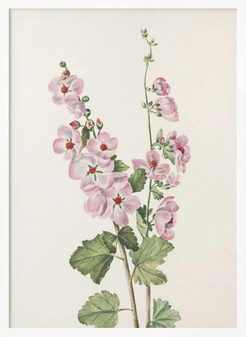 Orange Eye Globemallow From North American Wildflowers (1925) By Mary Vaux Walcott | Poster - White Frame Interior
