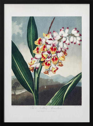 The Nodding Renealmia from The Temple of Flora (1807) | Poster - Black Metal Frame Interior