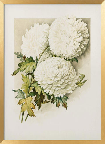 Chrysanthemums for Christmas Eve | Poster - Gold Frame Interior