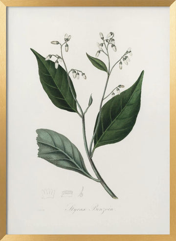 Gum Benjamin Tree (styrax Benzoin Medical Botany | Poster - Gold Frame Interior