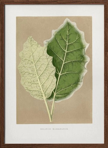 Green Solanum Marginatum Leaf Illustration | Poster - Walnut Frame Interior