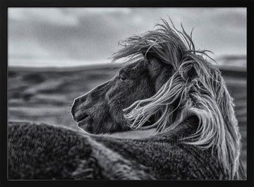 Wild Horse Mane | Poster - Black Metal Frame Interior