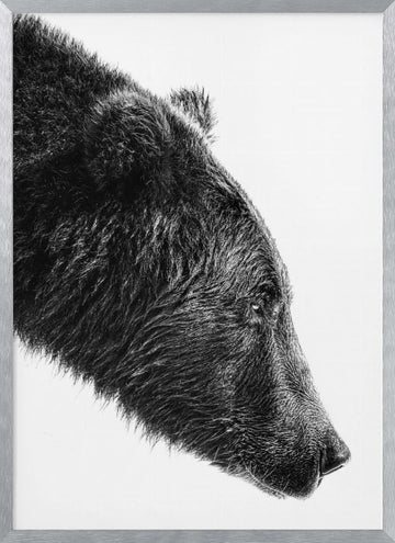 Grizzly Bear Profile | Poster - Silver Frame Interior