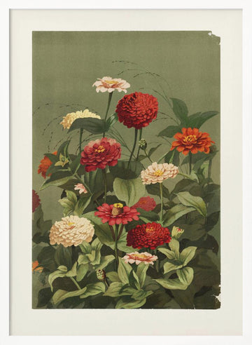 Zinnias By Ellen Thayer Fisher | Poster - White Frame Interior