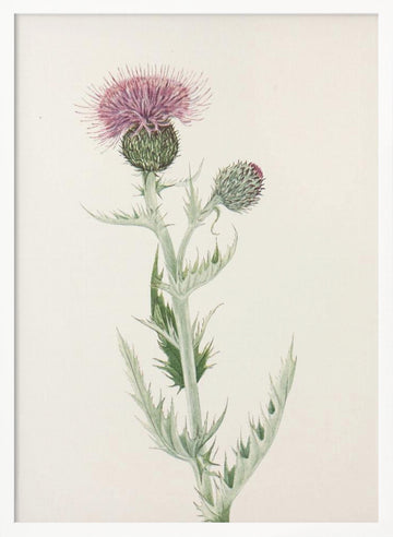 Prairie Thistle From North American Wildflowers (1925) By Mary Vaux Walcott. | Poster - White Frame Interior