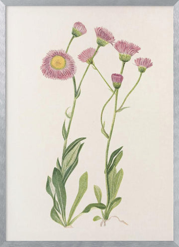 Meadow Fleabane From North American Wildflowers (1925) By Mary Vaux Walcott | Poster - Silver Frame Interior