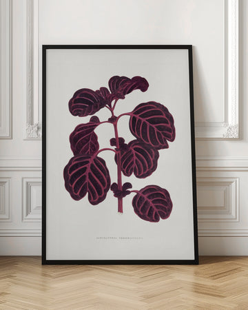 Pink Achyranthes Verschaffeltii Leaf Illustratio | Poster - Room Interior 1