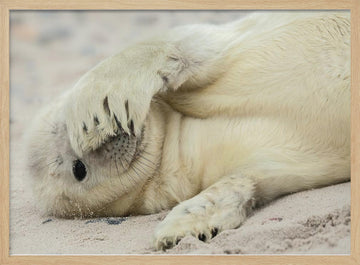 Shy Baby Seal | Poster - Wood Frame Interior