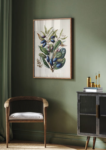 Beilschmiedia Taiaire Tawa Drawn By Sarah Featon (1848–1927) | Poster - Room Interior 2