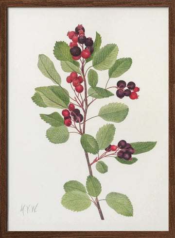 Saskatoon From North American Wildflowers (1925) By Mary Vaux Walcott | Poster - Walnut Frame Interior