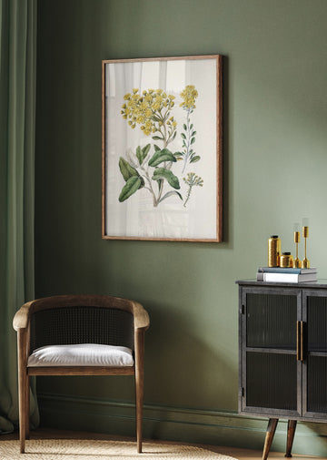 Daisy   Brachyglottis Drawn By Sarah Featon (1848–1927) | Poster - Room Interior 2