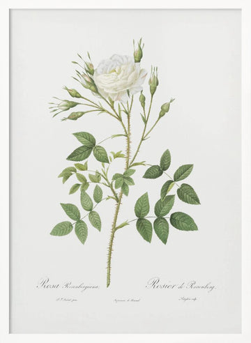 Rose of Rosenberg, Les Roses (1817–1824) | Poster - White Frame Interior