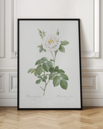 Rosa Alba Flore Pleno, Les Roses (1817–1824) | Poster - Room Interior 1