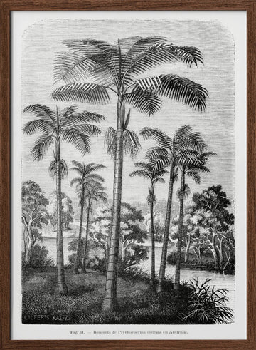 Vintage Palm Tree Drawing Ii | Poster - Walnut Frame Interior