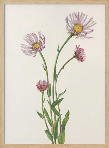 Alaska Fleabane From North American Wildflowers (1925) By Mary Vaux Walcott. | Poster - Wood Frame Interior